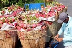 Competitiveness of Vietnam farm produce falling fast