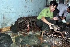 Local authorities under fire for endangered animals sale