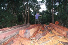 Central Highlands forest faces continued illegal logging