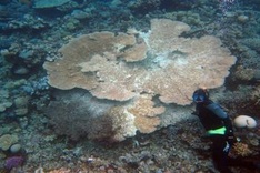 Furry crabs may be healing Great Barrier Reef