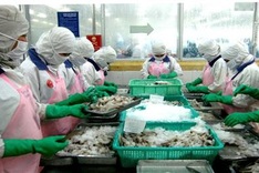 Vietnamese shrimp exporters face challenges
