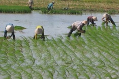 El Nino leads to global rice shortfall