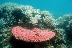 Australia admits neglect of Great Barrier Reef