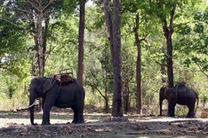 Conference highlights elephant conservation