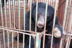 May deadline set for transfer of captive bears