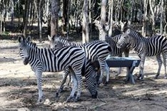 Vingroup dismisses reports of mass animal deaths at Phu Quoc safari