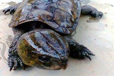 Wildlife trafficker sentenced to 10 years in prison