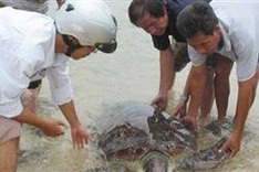 Sea turtles need protection from extinction