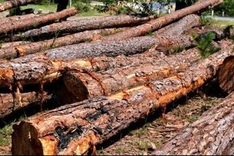 Lam Dong decided to sacrifice Da Lat special-use forest for stone mine