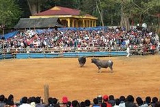 Buffalo fighting in Son La