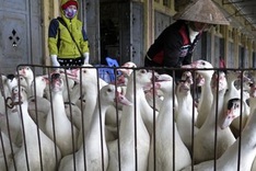 Bird flu scare prompts tighter restrictions