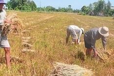 Farmers in Mekong Delta facing mounting challenges