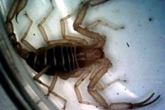 Two new scorpion species found in Vietnam