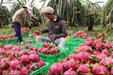 Binh Thuan dragon fruit brand protected in the US
