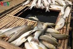 Pollution killed Thanh Hóa fish
