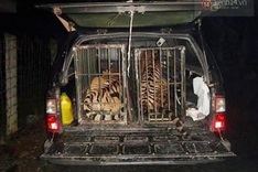 Nghe An sends rare tigers to Hanoi