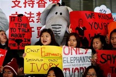 Hong Kong’s ivory ban sparks fresh hope for endangered elephants