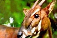 Two stations built to protect Saola