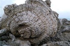 Unique coral reef found on Ly Son