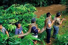 Wildlife thrives in Ca Mau forest