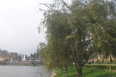 Rampant superstition blamed for butchered Sapa willow trees