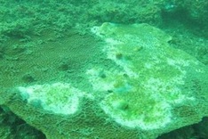 Seabed destroyed by pollution in central Vietnam