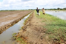 Thousands hectares of shrimp farms lost