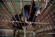 Vietnam to end use of bear bile