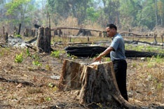 Vietnam loses ‘green' image