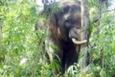 Wild elephants threaten locals