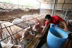 Farmers struggle to treat pig waste