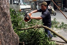 Hanoi halts plan to fell thousands of trees after public outrage
