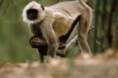 Highlands park shelters langur population