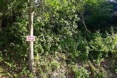 Developers illegally proceed with Son Tra development plans