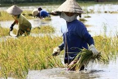 IFAD funds Ben Tre climate change adaptation project