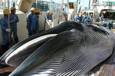 Japan wraps up Pacific whale hunt