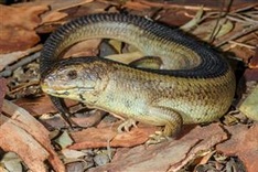 Third of Australia's threatened species not being monitored