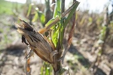 Vietnam needs to adapt for climate change