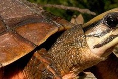 Three-striped box turtles a precious commodity in Vietnam