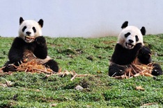 China's endangered pandas face bamboo shortage threat
