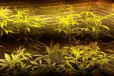 Man arrested for growing marijuana