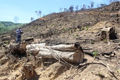 Binh Dinh investigates huge forest destruction crime