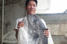 Rare ocean fish caught off central Vietnam