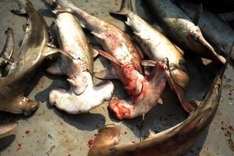 Threatened shark species turning up in US restaurants