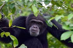 Lions, chimps, sharks get added protection under UN convention