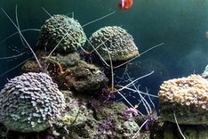 Strategy on marine environment protection announced