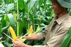 Genetically modified corn trial in Phu Tho