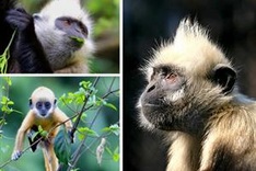 Several primate species teeter toward extinction