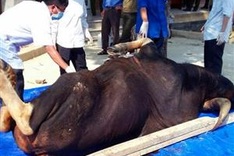 Another bull dies in Dong Nai Province