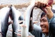 Cooperative economy promoted in Mekong Delta